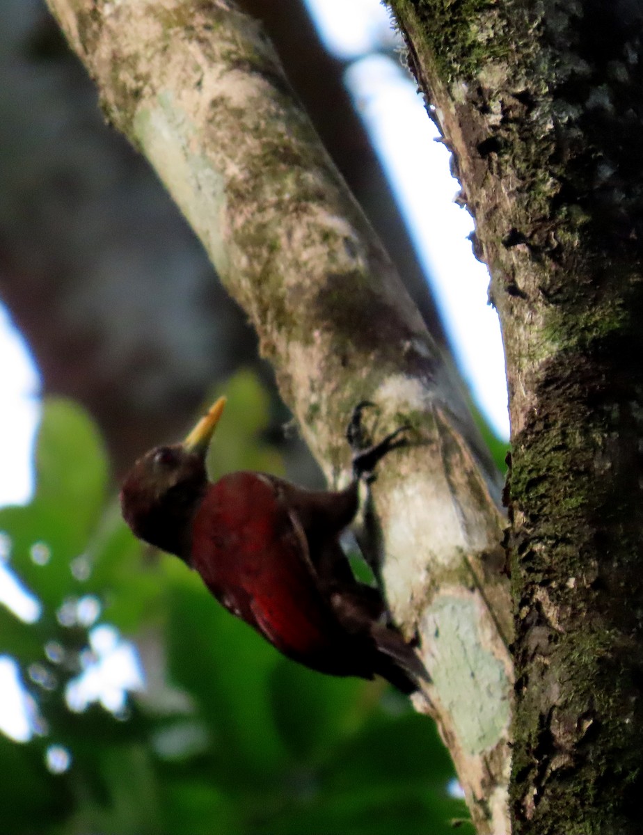 Maroon Woodpecker - ML644273611