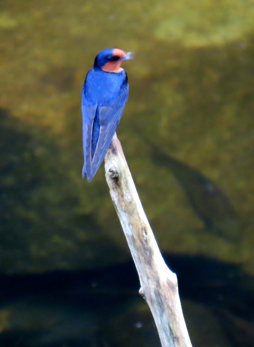 Pacific Swallow - ML644273626