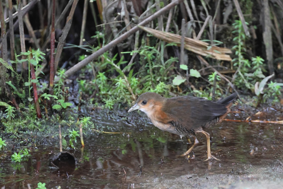 Рыжешейный коростелёк - ML644273640