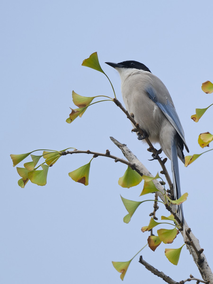 Mavi Saksağan - ML644273657