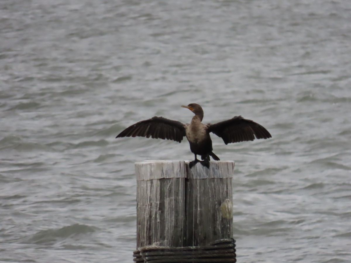 Cormorán Orejudo - ML644273672