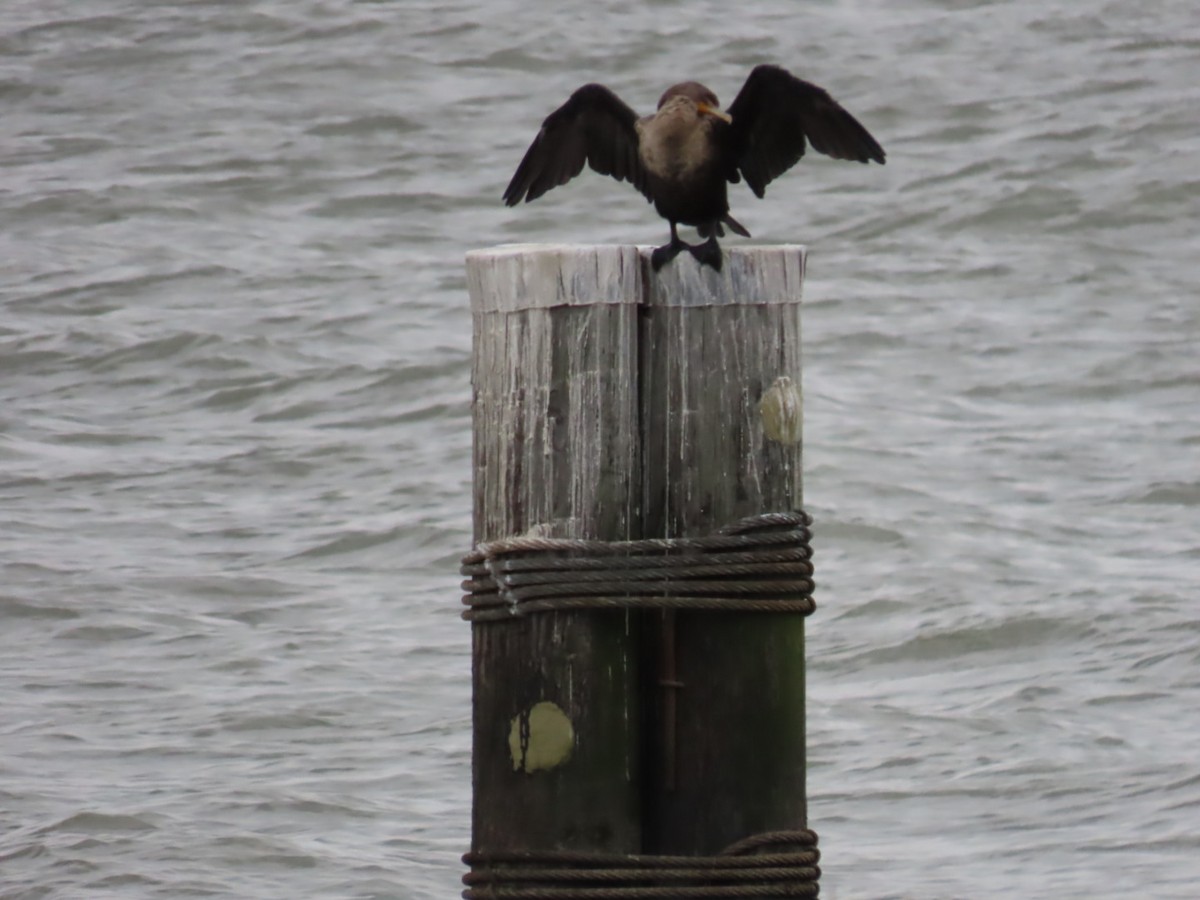 Cormorán Orejudo - ML644273673