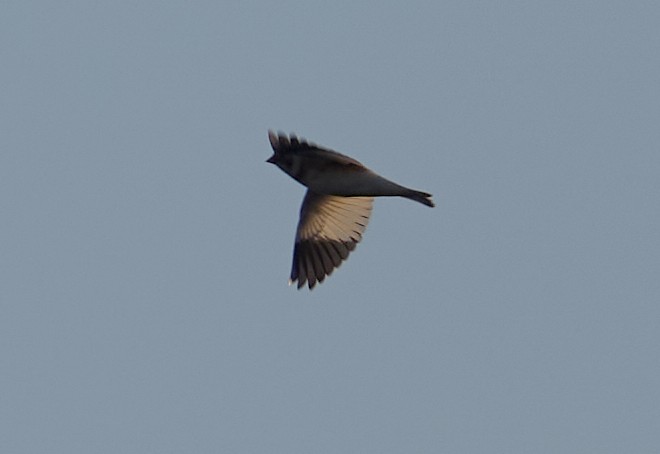 snøspurv - ML644273675