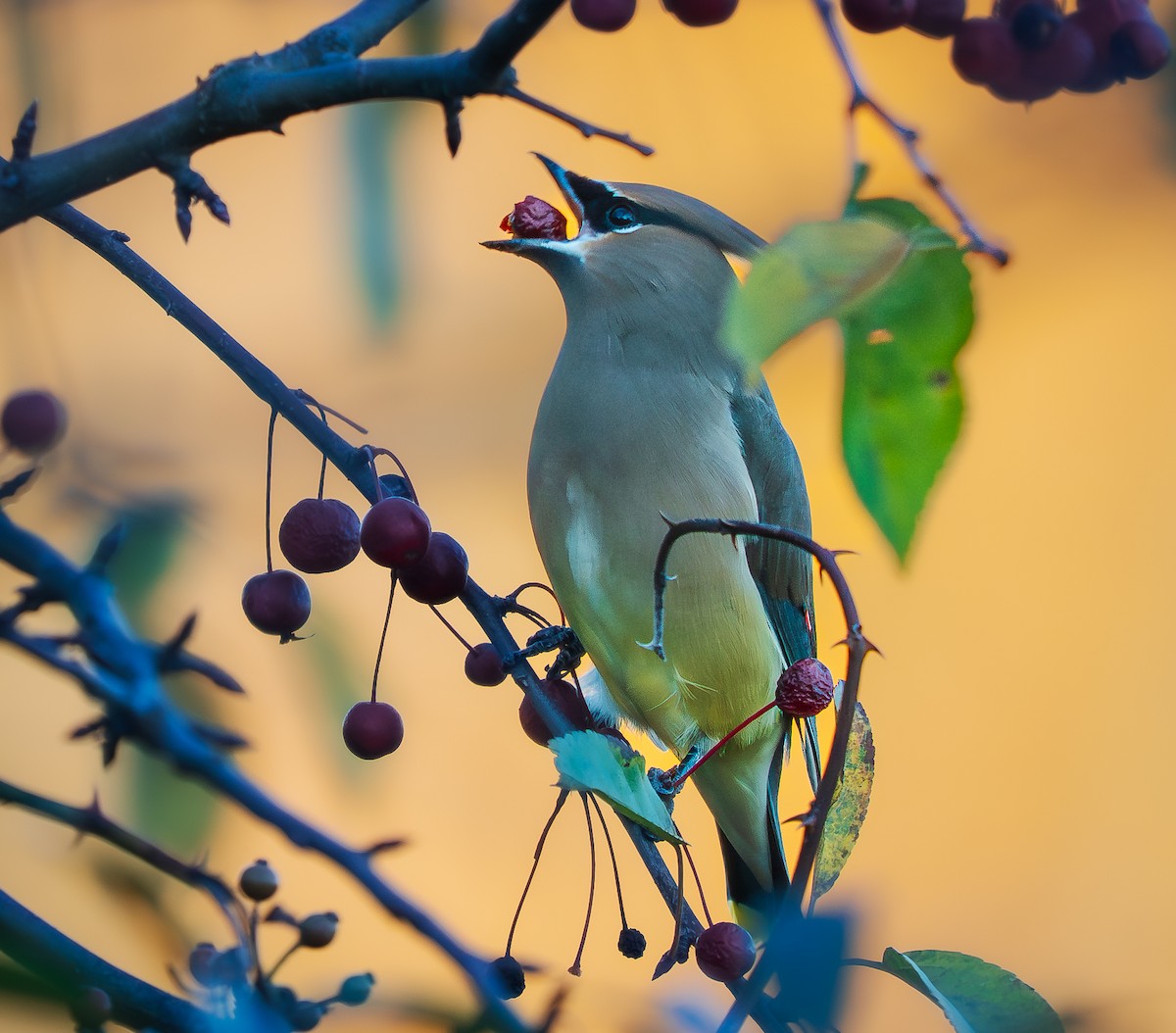 Jaseur d'Amérique - ML644273685
