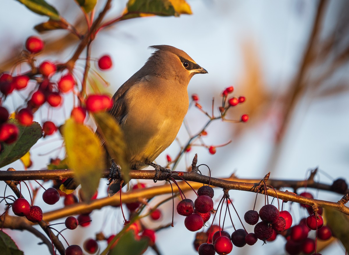 Jaseur d'Amérique - ML644273686