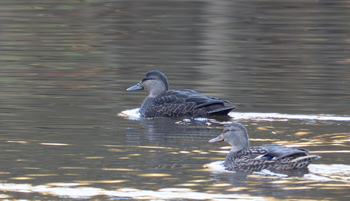 Canard noir - ML644273692