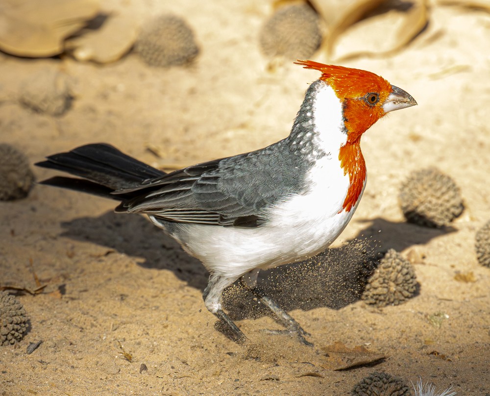 Red-crested Cardinal - ML644273700