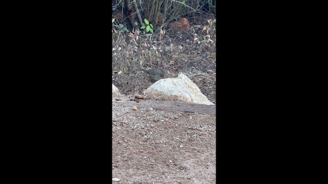 Fox Sparrow (Sooty) - ML644273715