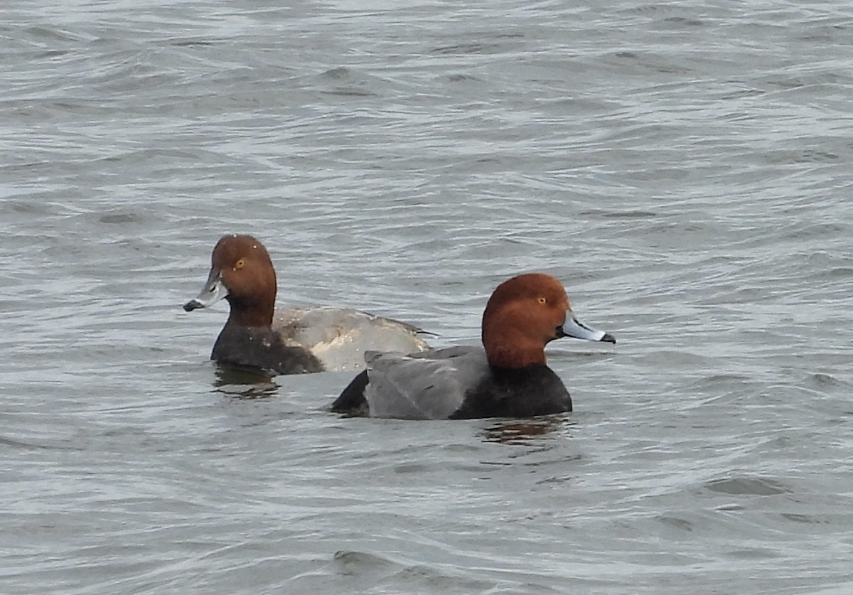 Fuligule à tête rouge - ML644273722