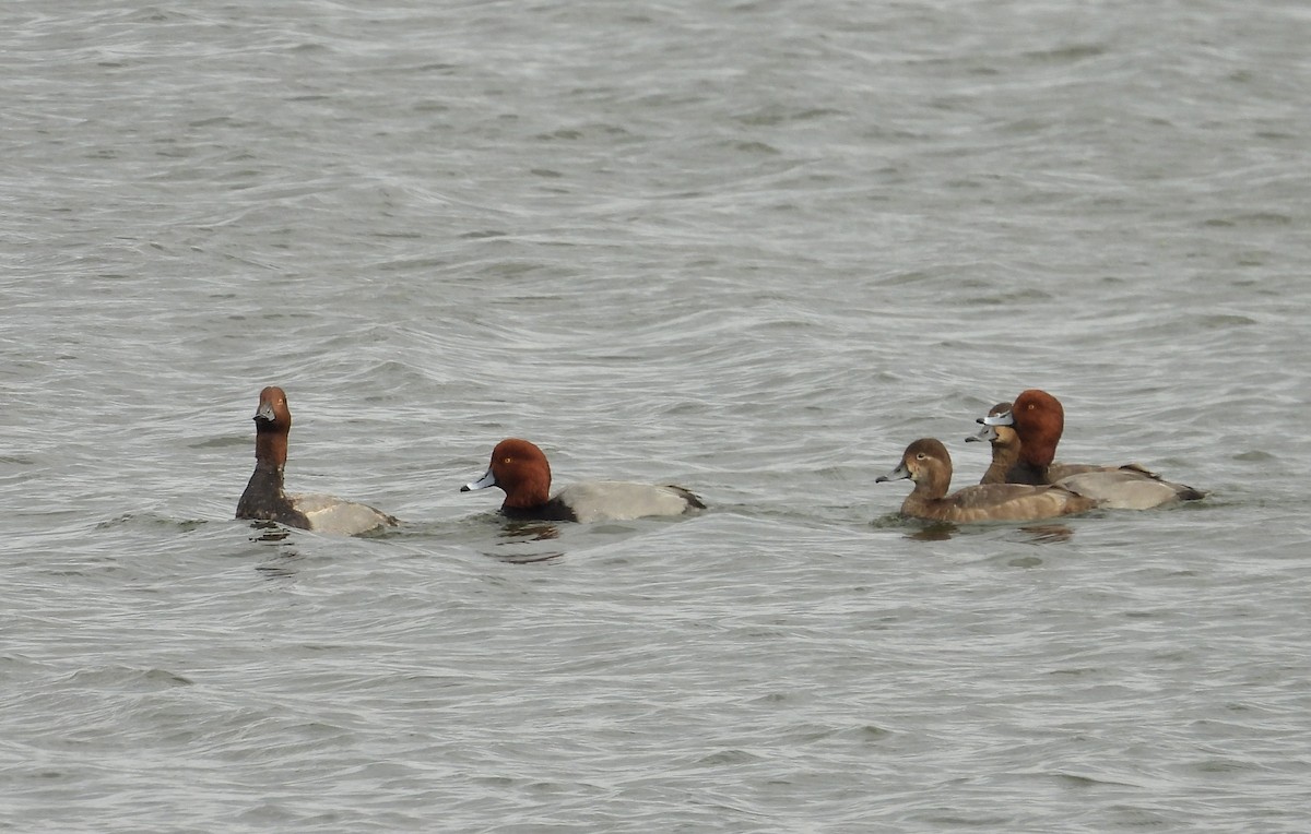 Fuligule à tête rouge - ML644273723