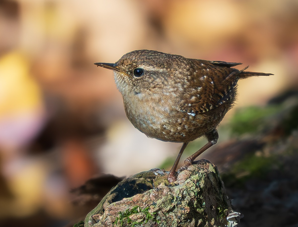 Troglodyte des forêts - ML644273730