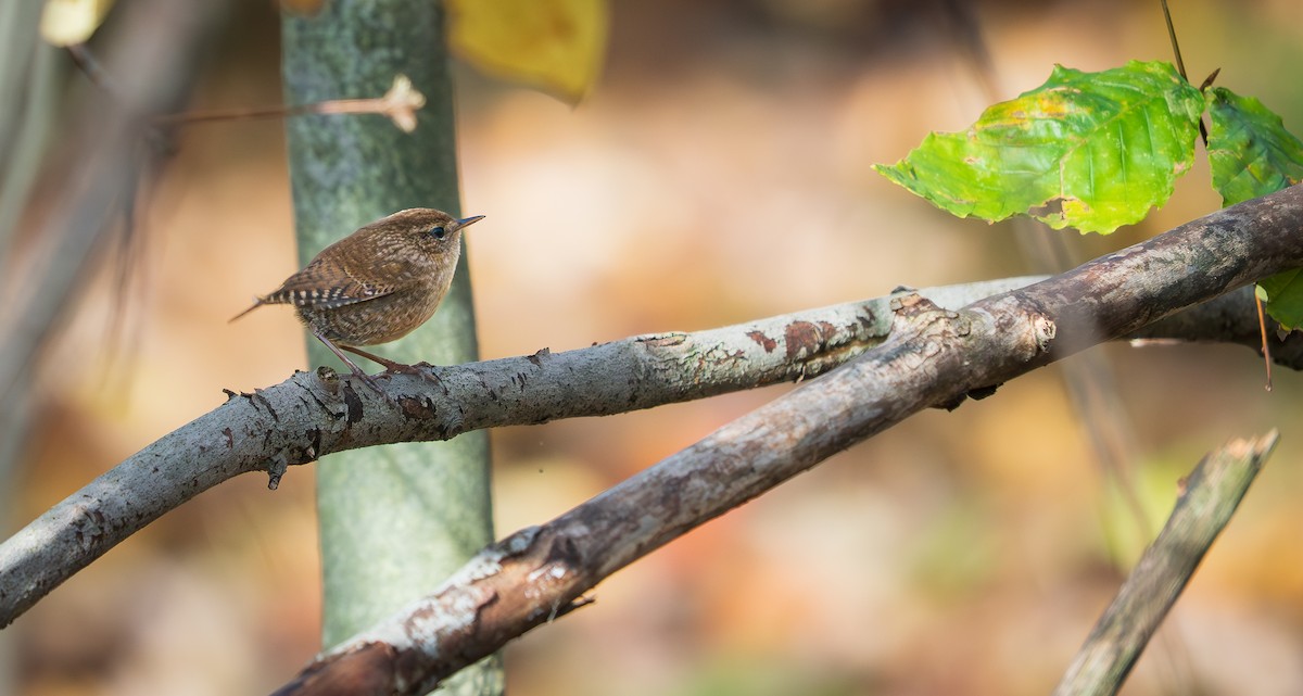 Troglodyte des forêts - ML644273731