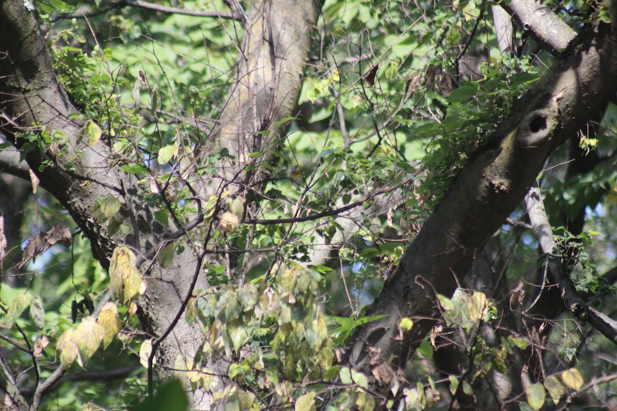 Очковая древесница - ML644273732