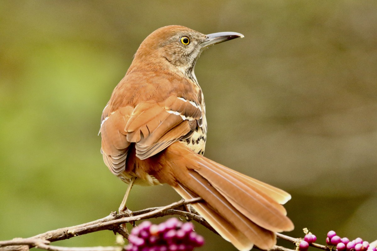 Brown Thrasher - ML644273733