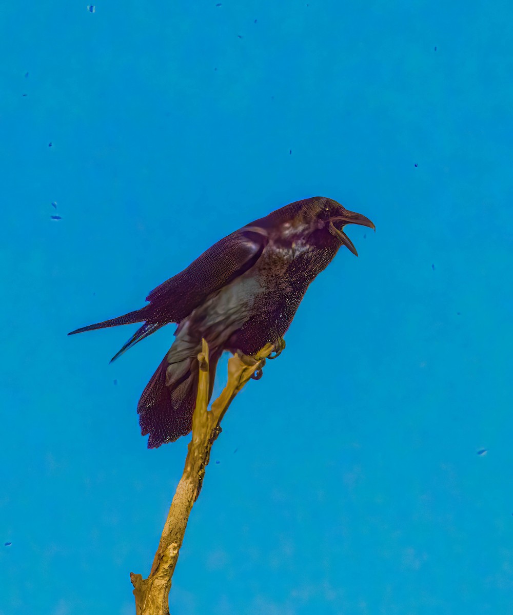 Cuervo Grande - ML644273734