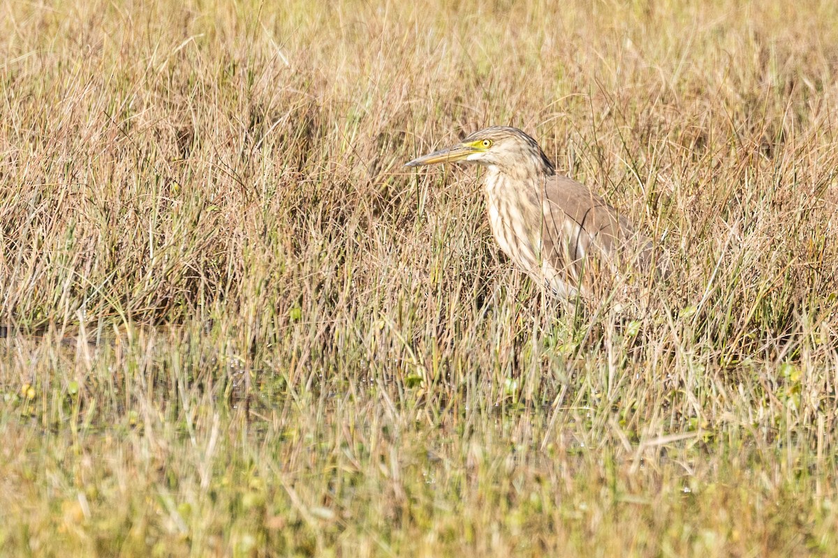 Indian Pond-Heron - ML644273741