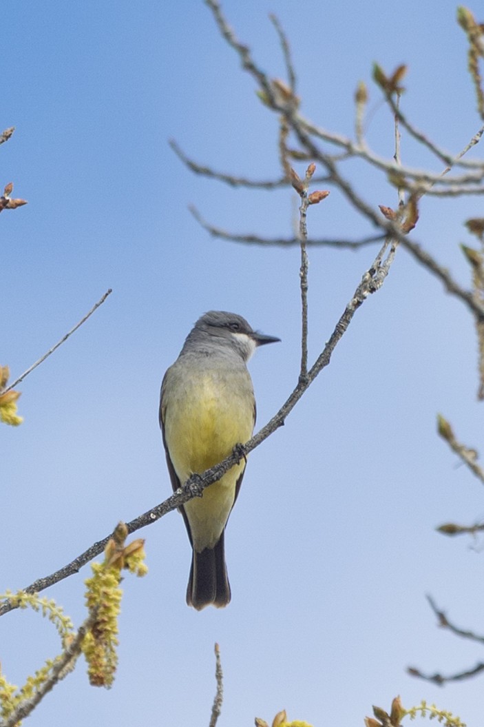 Cassin's Kingbird - ML644273743