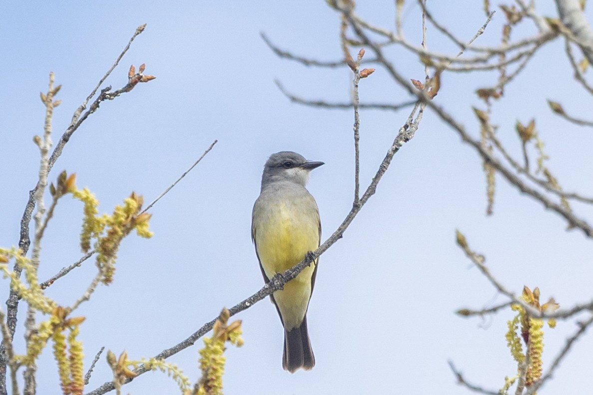 Cassin's Kingbird - ML644273744