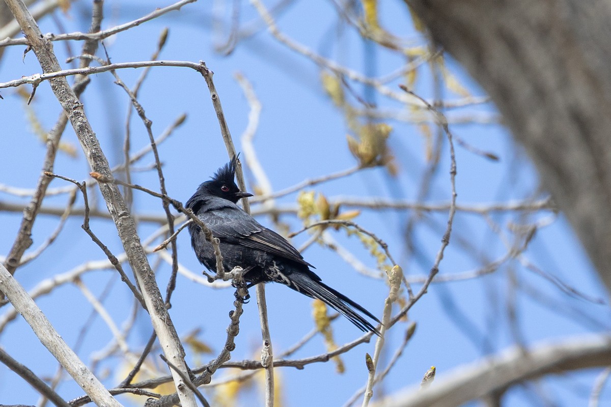 Phainopepla - ML644273762