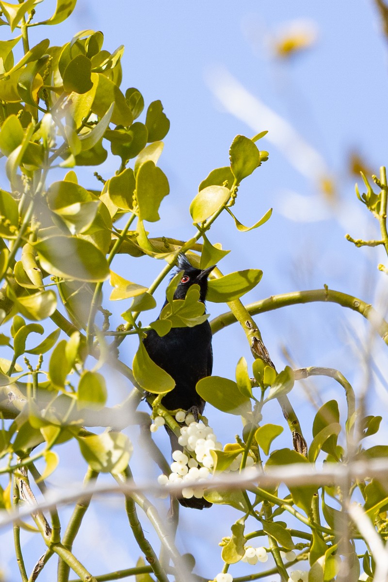 Phainopepla - ML644273763