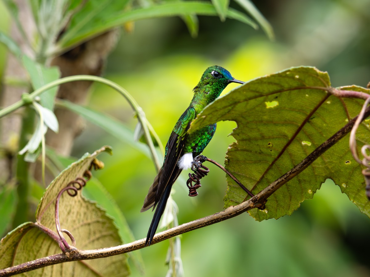 Érione catherine (groupe luciani) - ML644273778