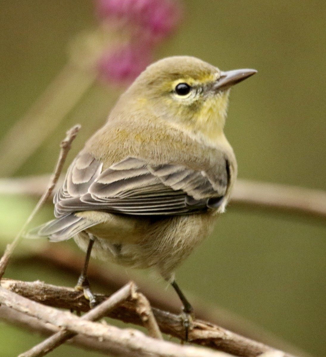 סבכון אורנים - ML644273779