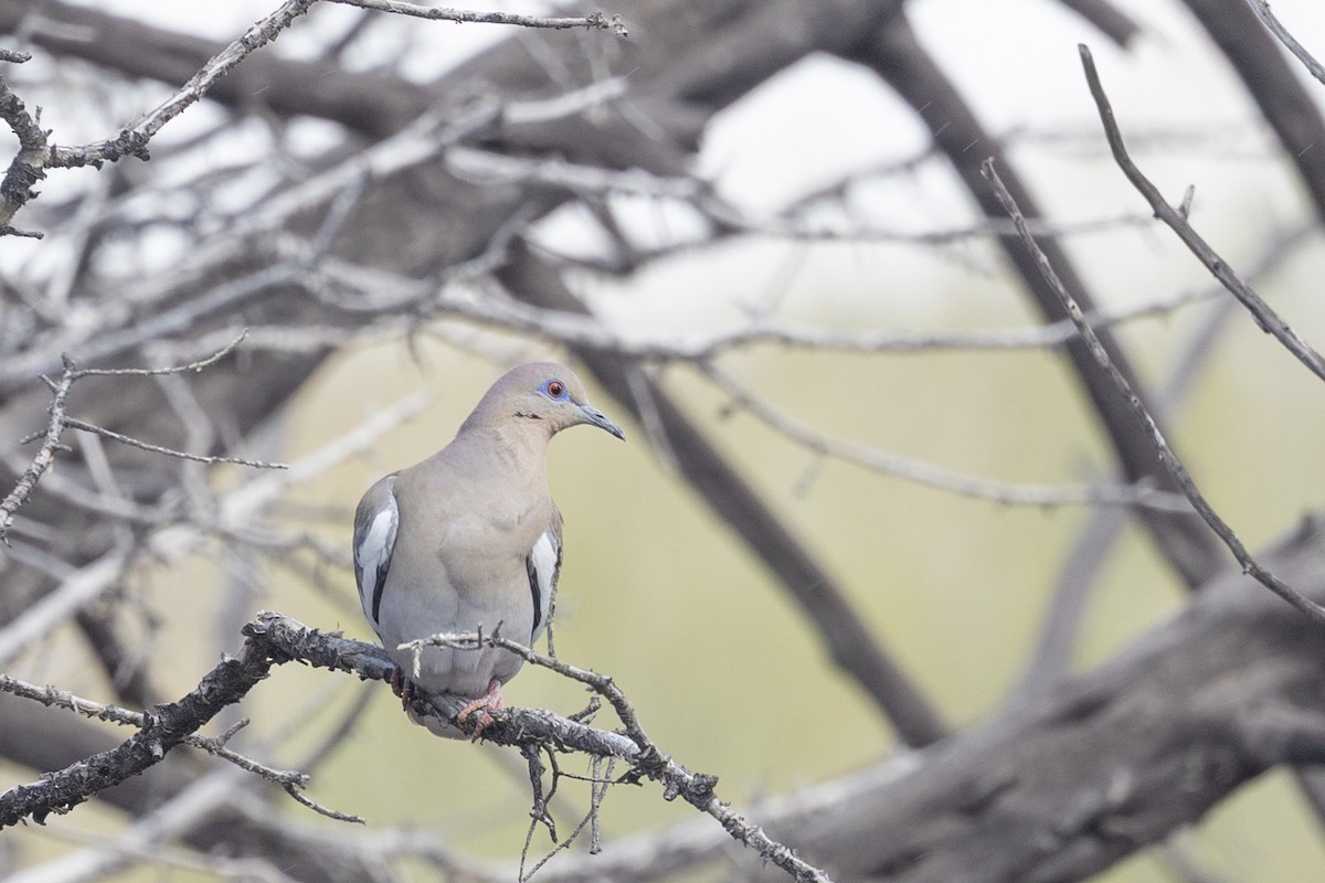 White-winged Dove - ML644273780