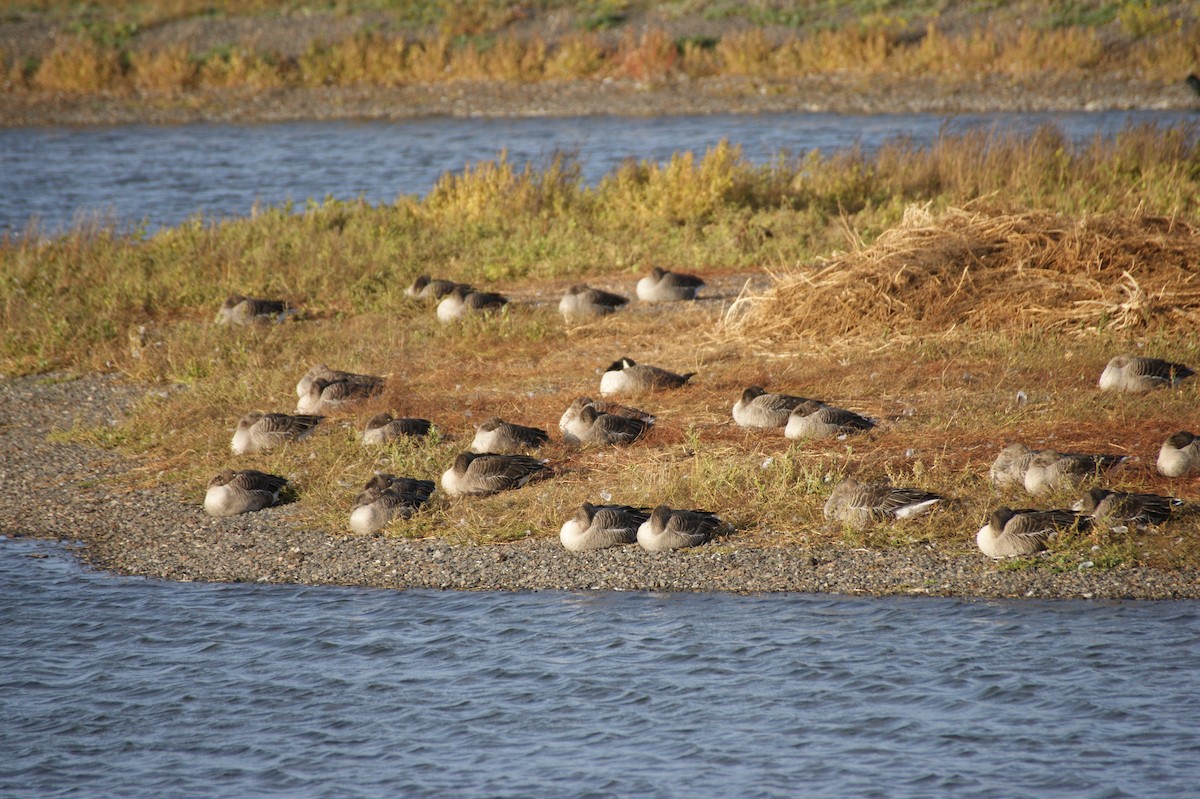 Graylag Goose - ML644273787