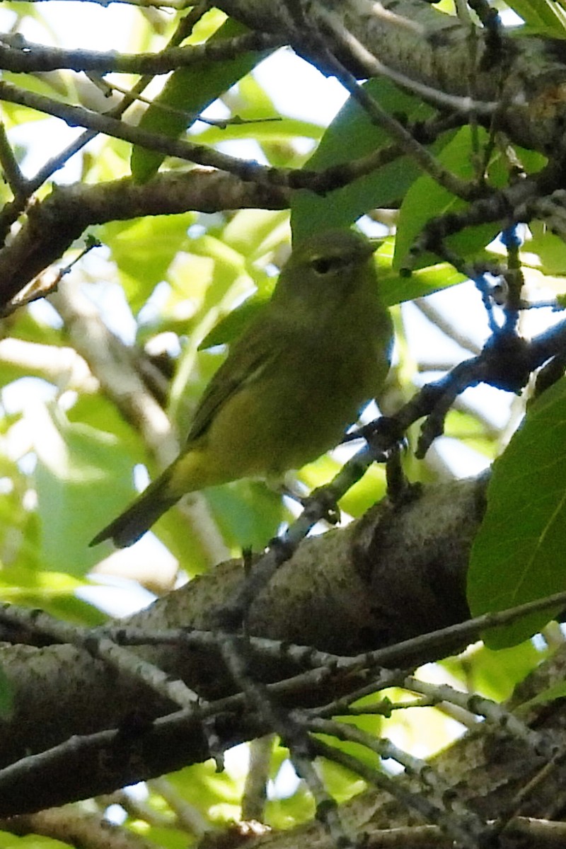 Orange-crowned Warbler - ML644273792