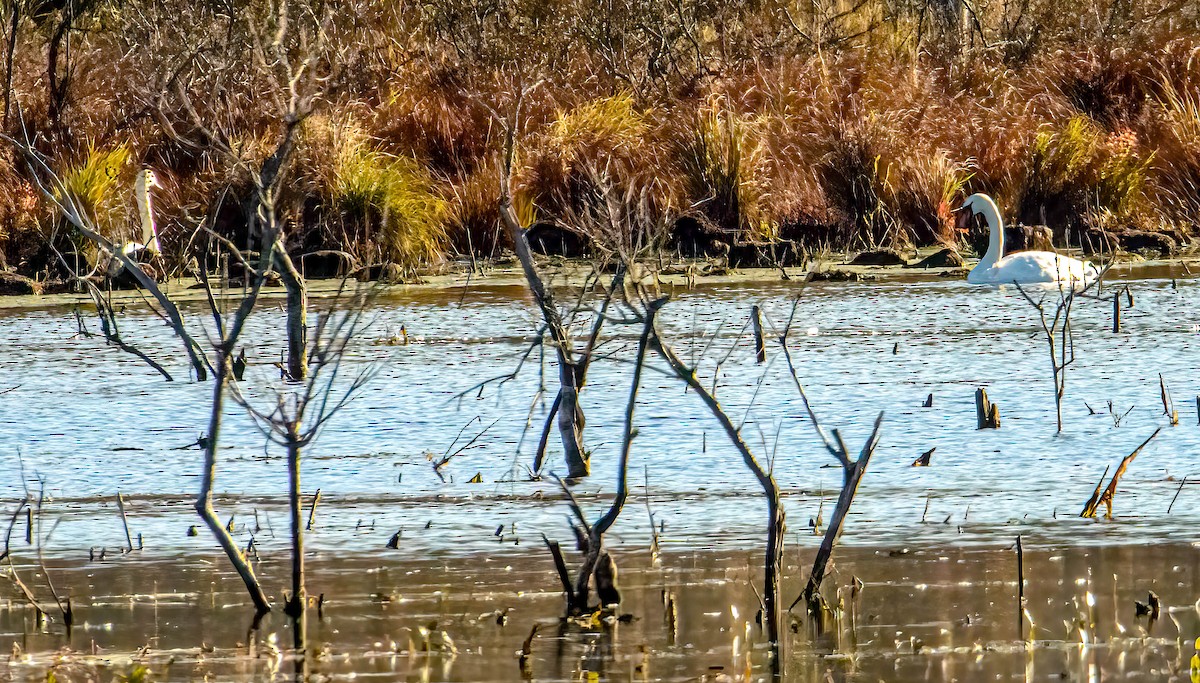 Хуруут хун - ML644273794