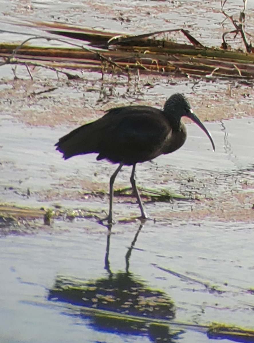 彩䴉 - ML644273824