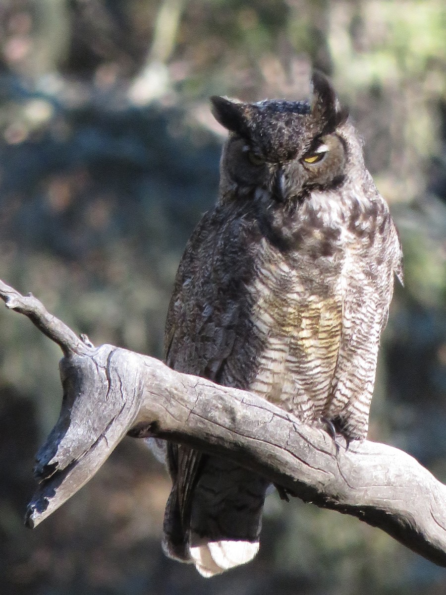 Great Horned Owl - ML644273842