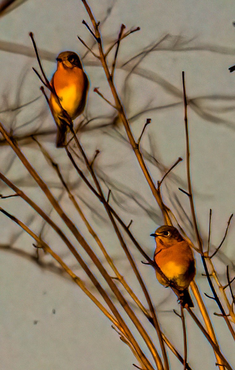 Eastern Bluebird - ML644273846