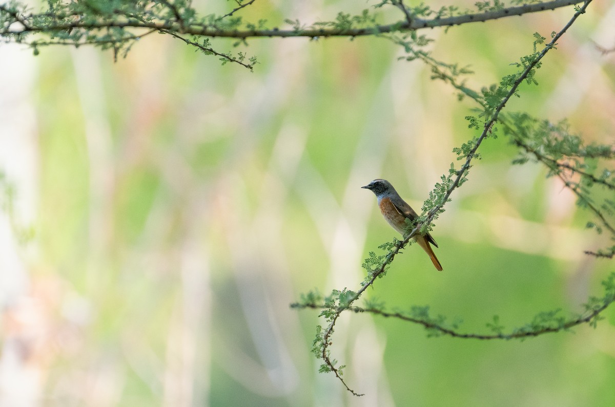 Common Redstart (Common) - ML644273848