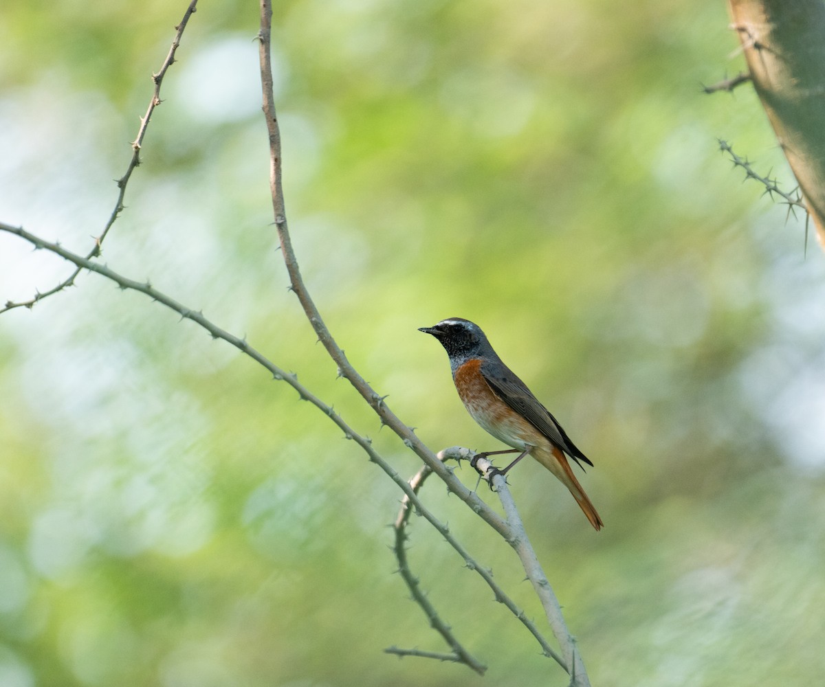 Common Redstart (Common) - ML644273849