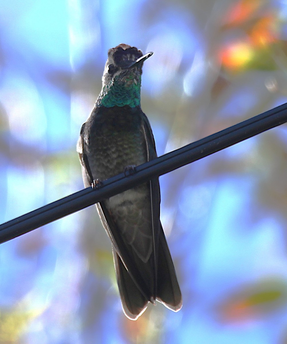 purpurissekolibri - ML644273850