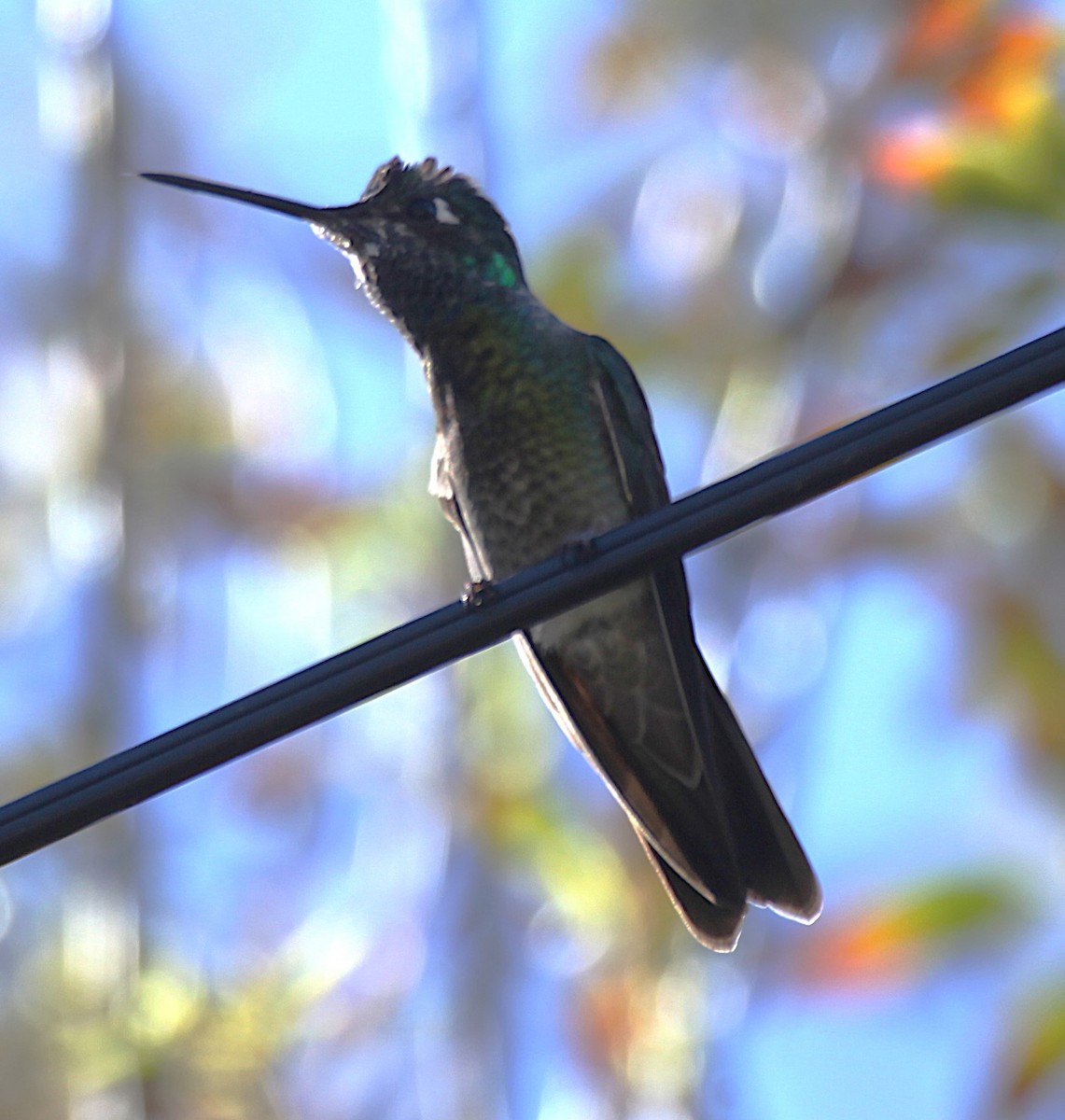 purpurissekolibri - ML644273851