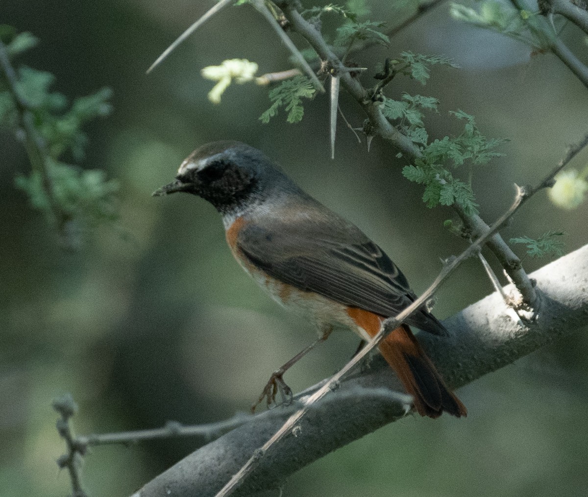 Common Redstart (Common) - ML644273856