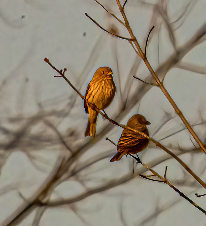 House Finch - ML644273871