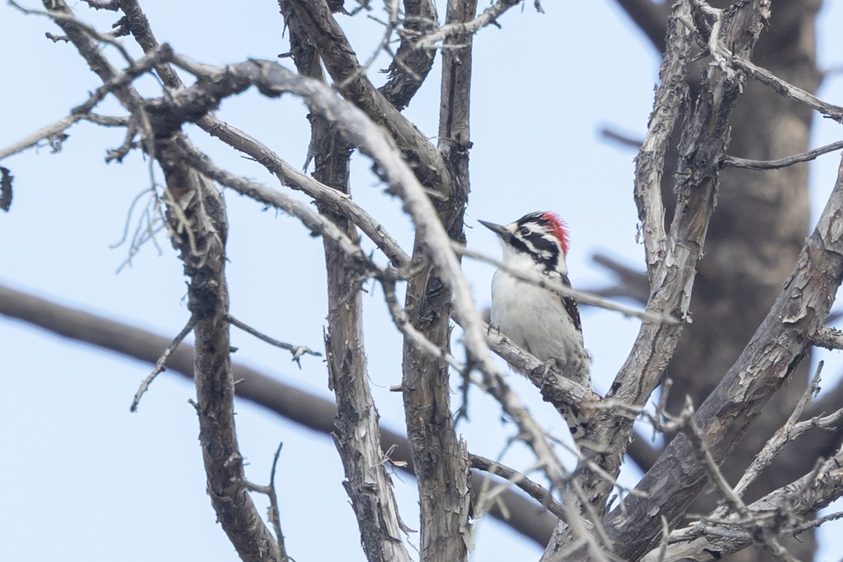 Nuttall's Woodpecker - ML644273872