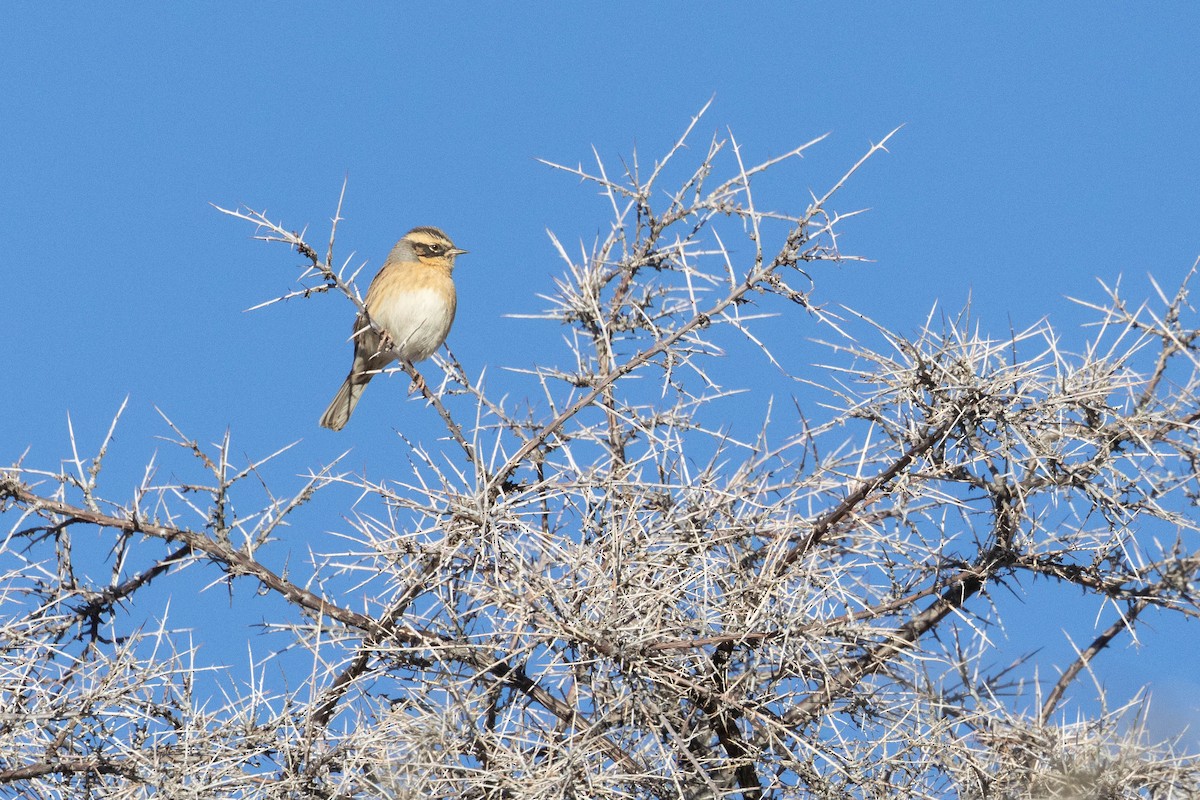 pěvuška hnědavá - ML644273896