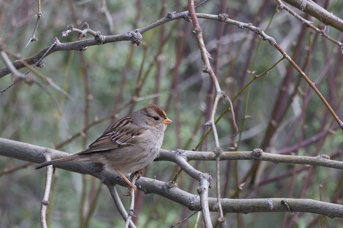 White-crowned Sparrow - ML644273901