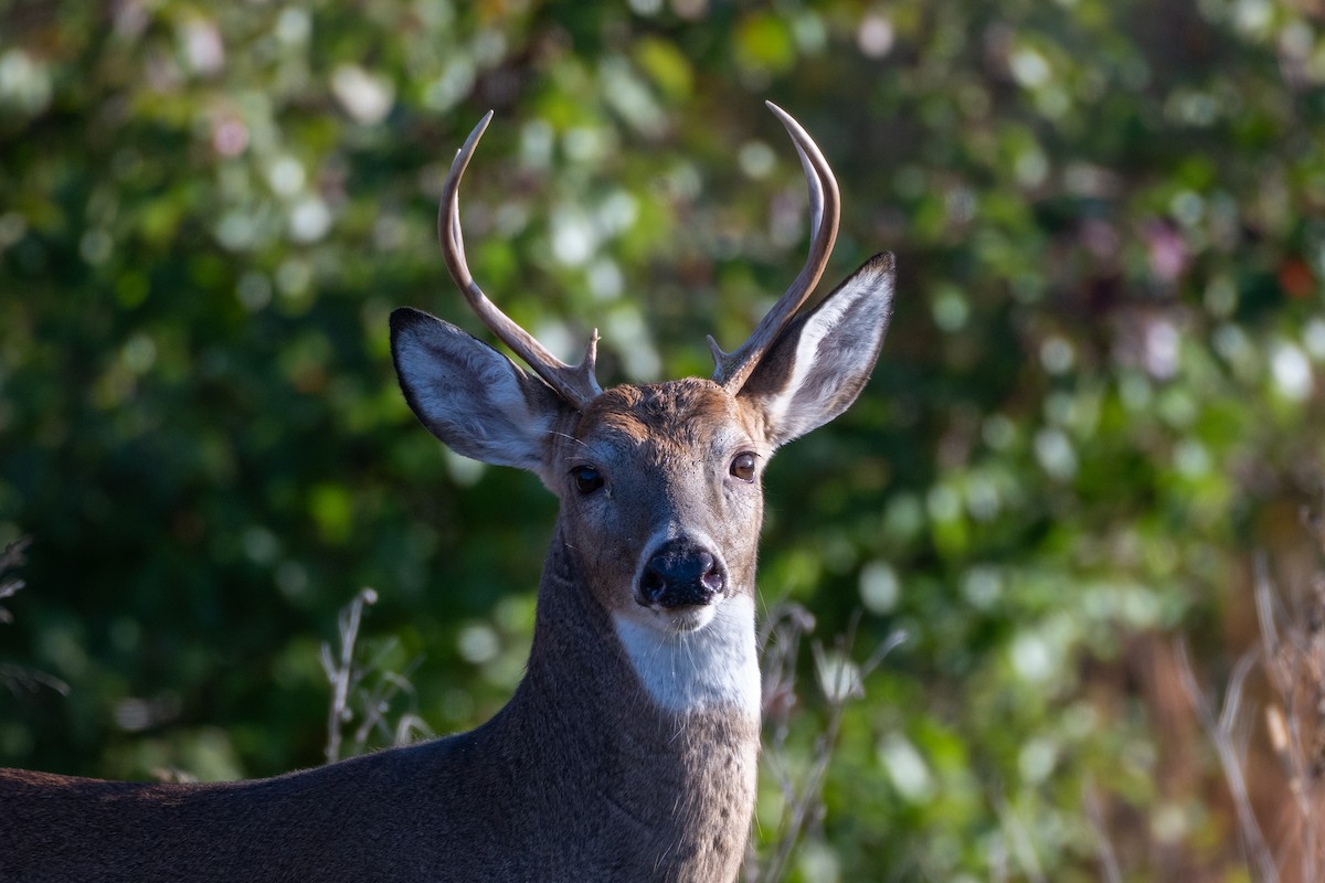 White-tailed Deer - ML644273915