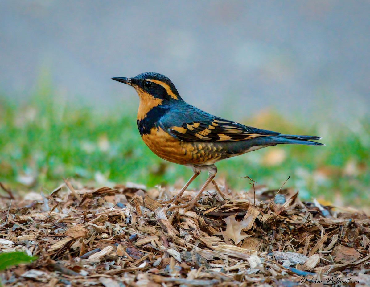 Varied Thrush - ML644273916