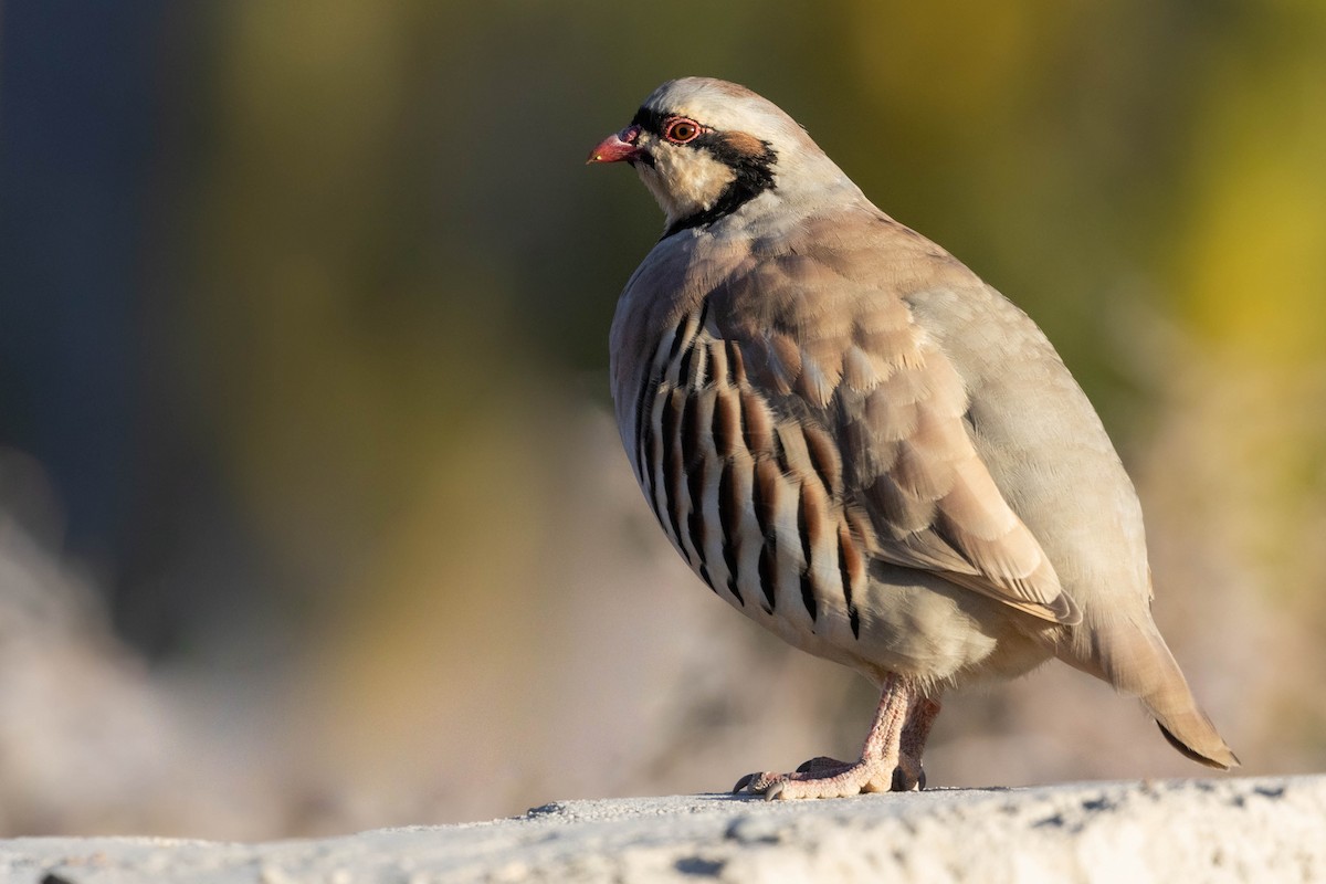 Кеклик - ML644273927