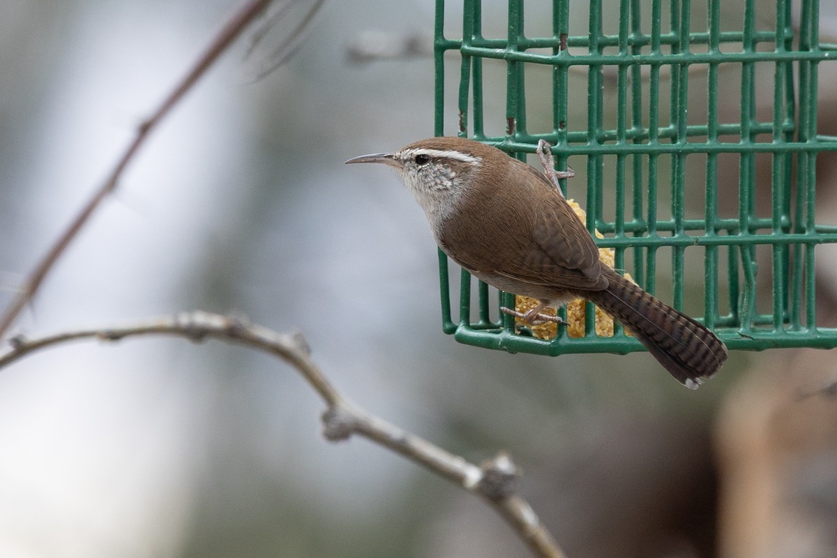 Bewick's Wren - ML644273931