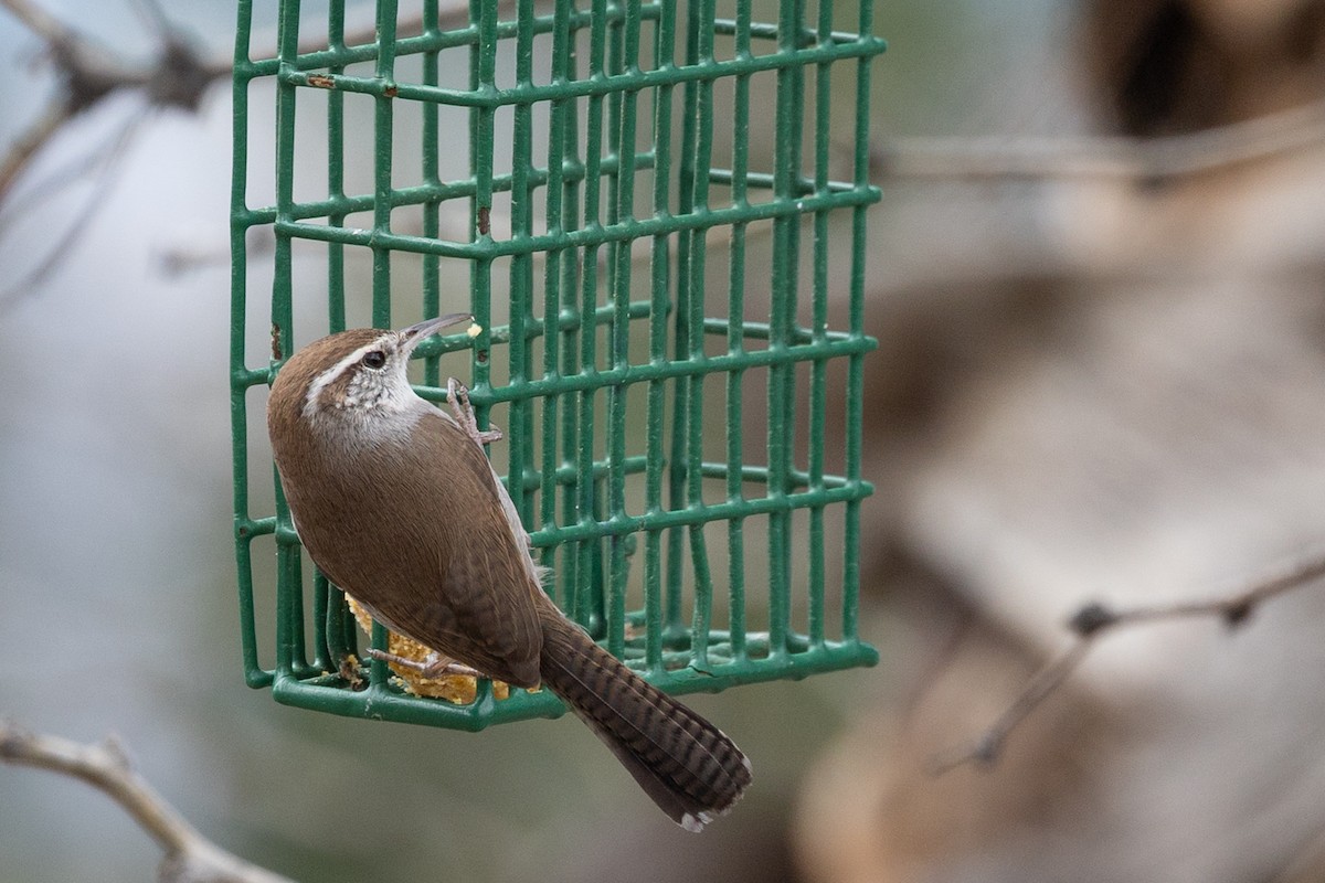 Bewick's Wren - ML644273932