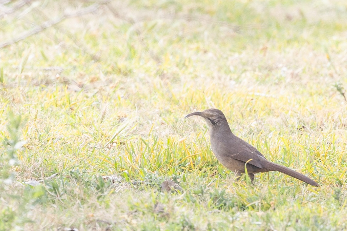 California Thrasher - ML644273943