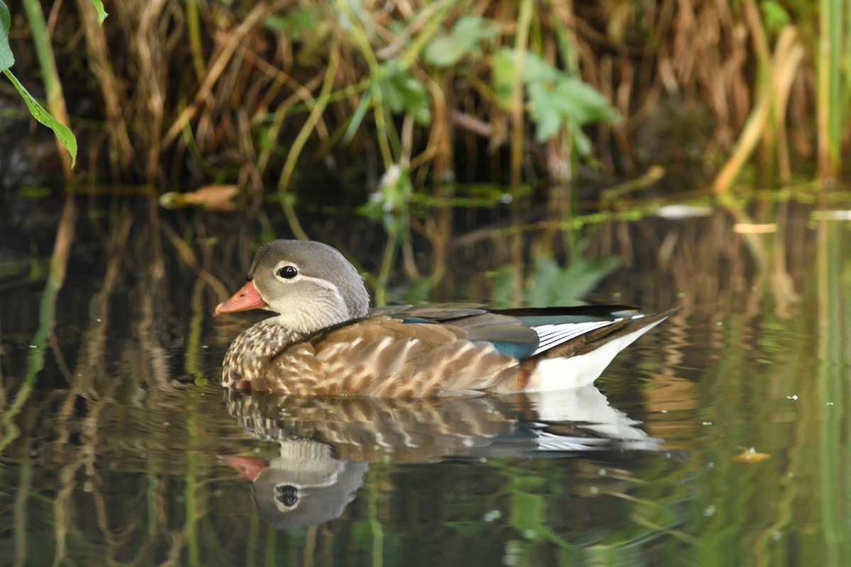 Mandarin-ahatea - ML644273948