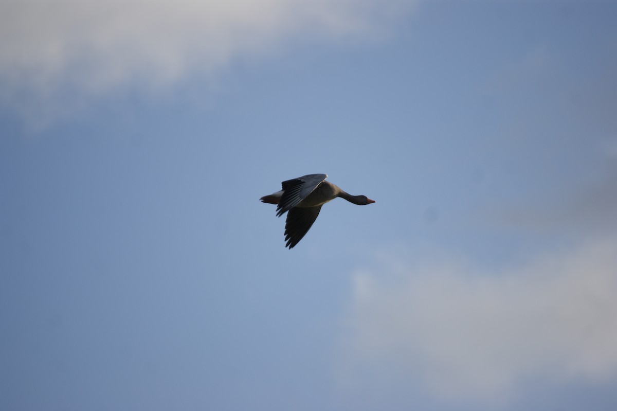 Graylag Goose - ML644273962